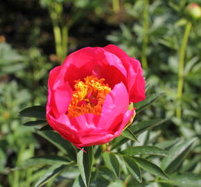 Pivoňka bělokvětá 'Flame' - Paeonia lactiflora 'Flame'