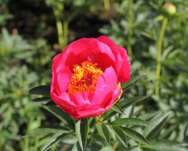 Pivoňka bělokvětá 'Flame'