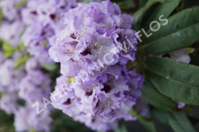 Pěnišník 'Blue Peter' - Rhododendron (T) 'Blue Peter'