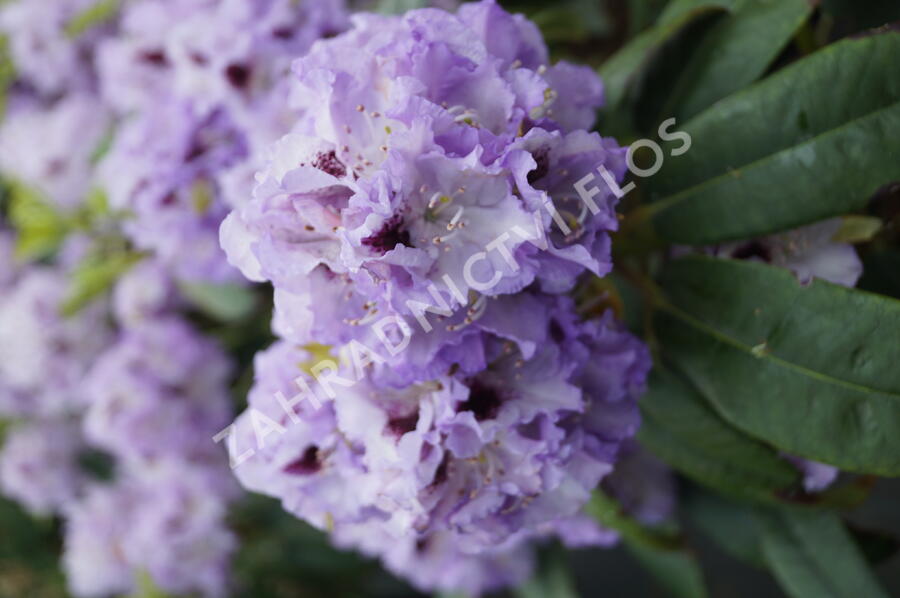 Pěnišník 'Blue Peter' - Rhododendron (T) 'Blue Peter'