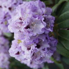 Pěnišník 'Blue Peter' - Rhododendron (T) 'Blue Peter'