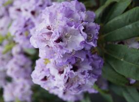 Pěnišník 'Blue Peter' - Rhododendron (T) 'Blue Peter'