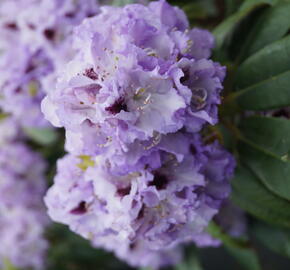 Pěnišník 'Blue Peter' - Rhododendron (T) 'Blue Peter'