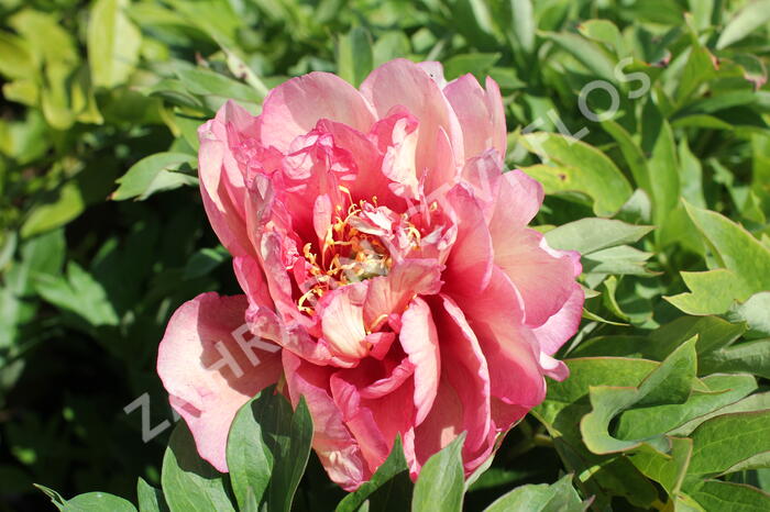 Pivoňka Itoh-hybrid 'Hillary' - Paeonia Itoh-hybrid 'Hillary'