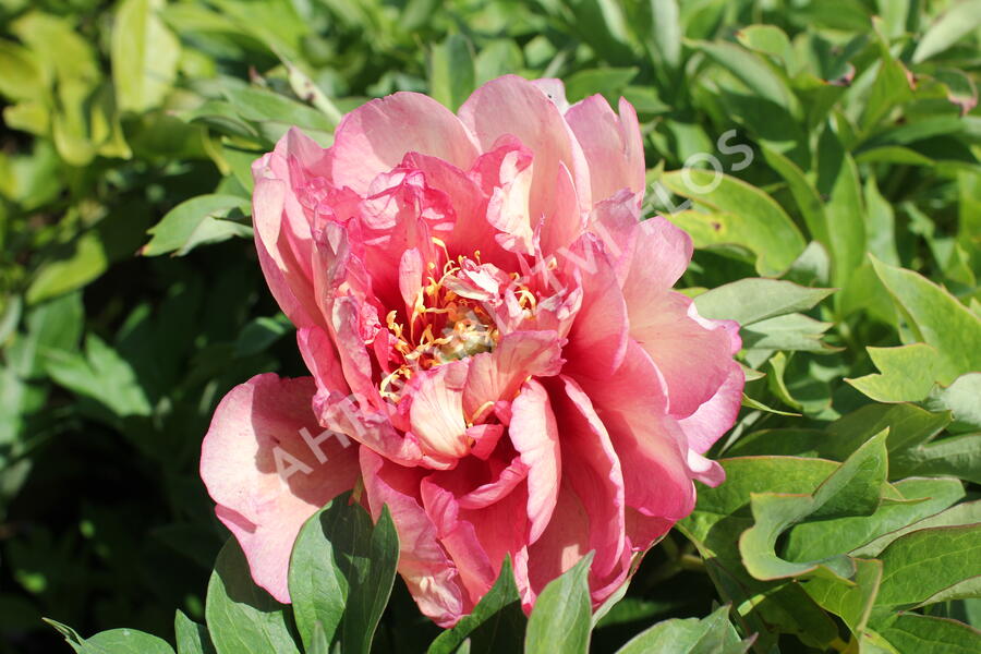 Pivoňka Itoh-hybrid 'Hillary' - Paeonia Itoh-hybrid 'Hillary'