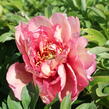 Pivoňka Itoh-hybrid 'Hillary' - Paeonia Itoh-hybrid 'Hillary'