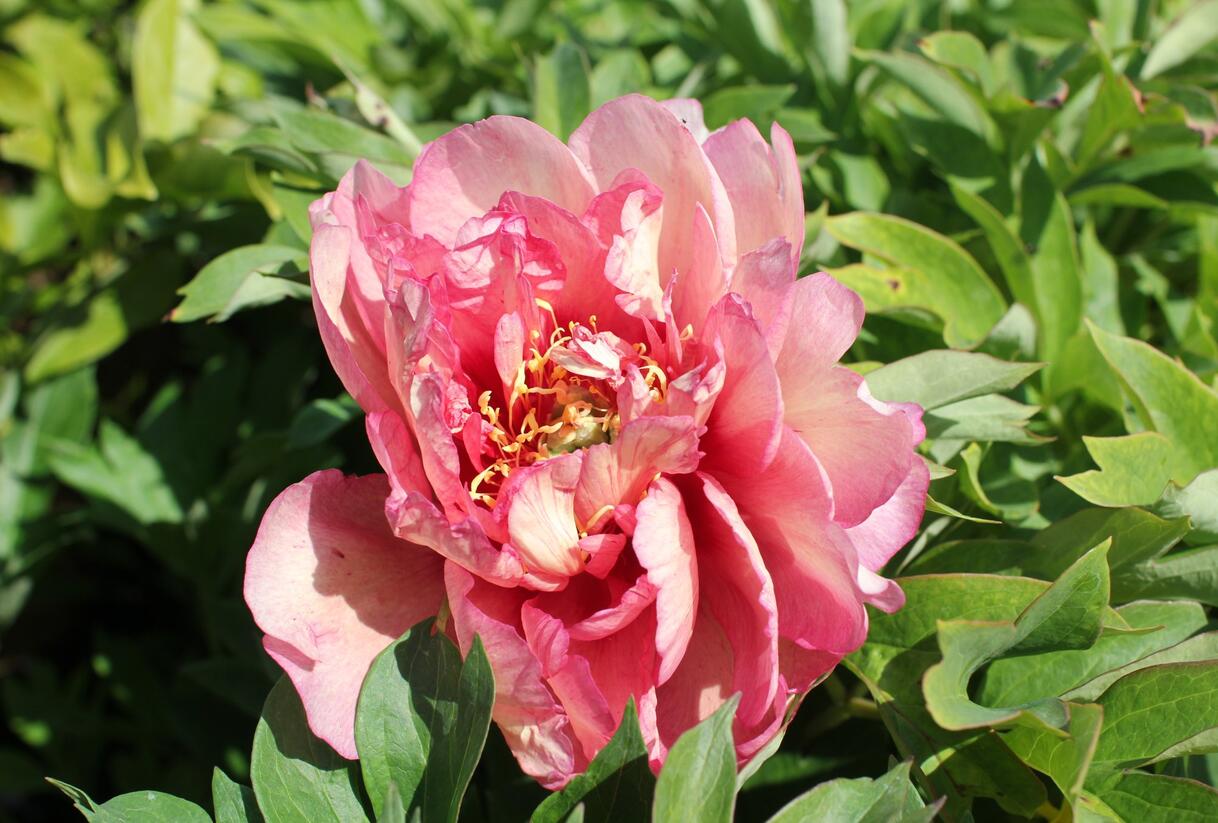 Pivoňka Itoh-hybrid 'Hillary' - Paeonia Itoh-hybrid 'Hillary'