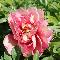 Pivoňka Itoh-hybrid 'Hillary' - Paeonia Itoh-hybrid 'Hillary'