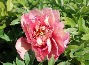 Pivoňka Itoh-hybrid 'Hillary' - Paeonia Itoh-hybrid 'Hillary'