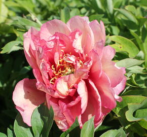 Pivoňka Itoh-hybrid 'Hillary' - Paeonia Itoh-hybrid 'Hillary'