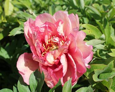 Pivoňka Itoh-hybrid 'Hillary'