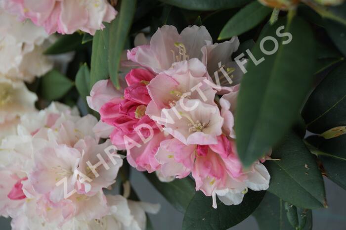 Pěnišník 'Dreamland' - Rhododendron (Y) 'Dreamland'