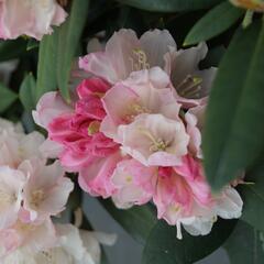Pěnišník 'Dreamland' - Rhododendron (Y) 'Dreamland'