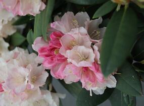 Pěnišník 'Dreamland' - Rhododendron (Y) 'Dreamland'