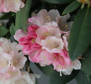 Pěnišník 'Dreamland' - Rhododendron (Y) 'Dreamland'
