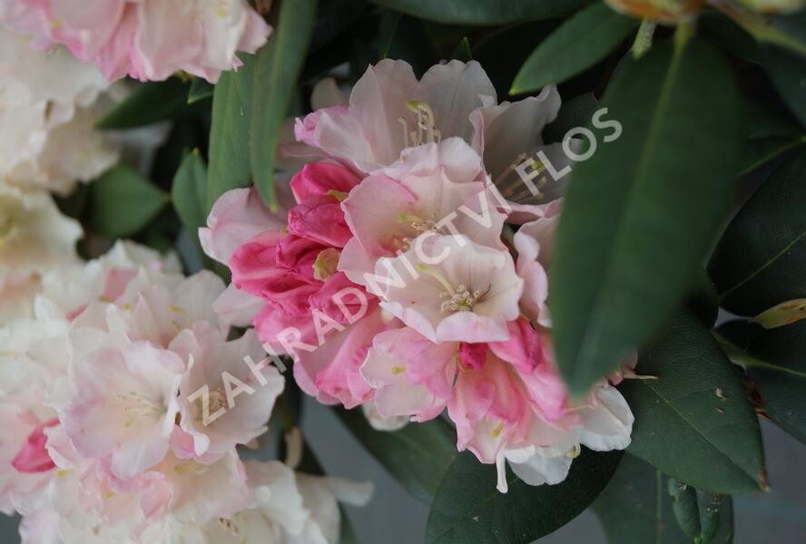 Pěnišník 'Dreamland' - Rhododendron (Y) 'Dreamland'