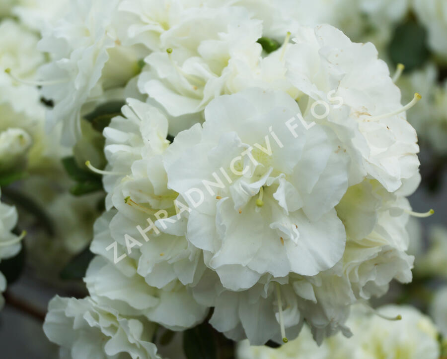 Azalka japonská 'Schneeperle' - Azalea japonica 'Schneeperle'