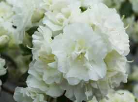 Azalka japonská 'Schneeperle' - Azalea japonica 'Schneeperle'