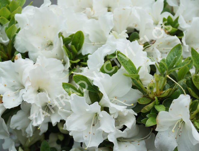 Azalka japonská 'Encore Pure White' - Azalea japonica 'Encore Pure White'