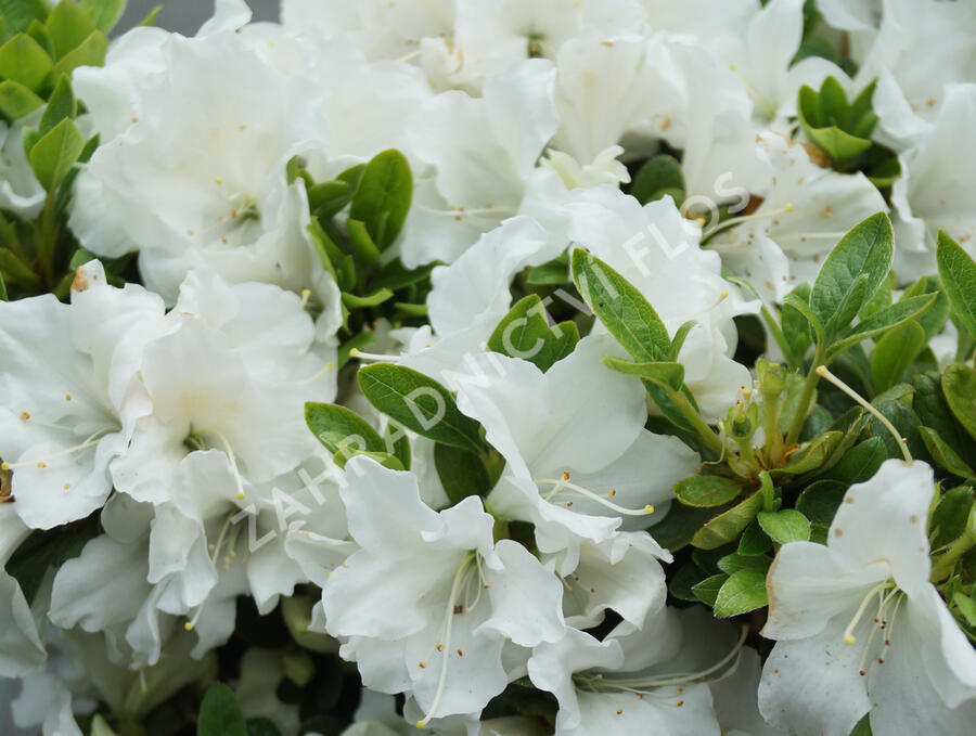 Azalka japonská 'Encore Pure White' - Azalea japonica 'Encore Pure White'