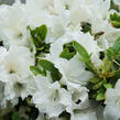 Azalka japonská 'Encore Pure White' - Azalea japonica 'Encore Pure White'