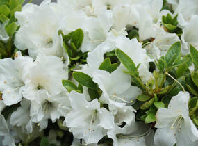 Azalka japonská 'Encore Pure White' - Azalea japonica 'Encore Pure White'