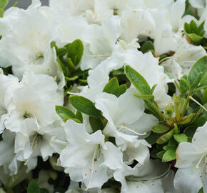 Azalka japonská 'Encore Pure White' - Azalea japonica 'Encore Pure White'