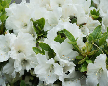 Azalka japonská 'Encore Pure White'
