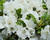 Azalka japonská 'Encore Pure White'