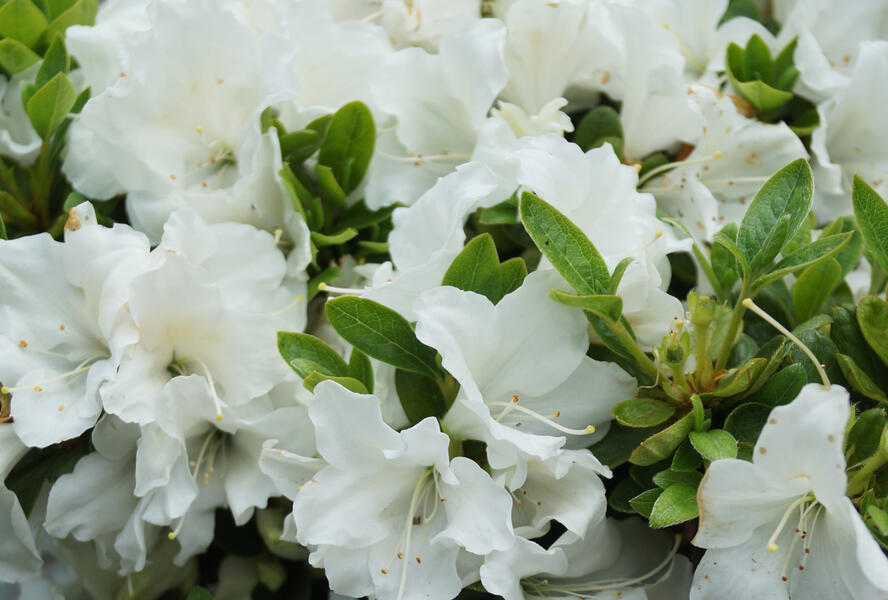 Azalka japonská 'Encore Pure White' - Azalea japonica 'Encore Pure White'