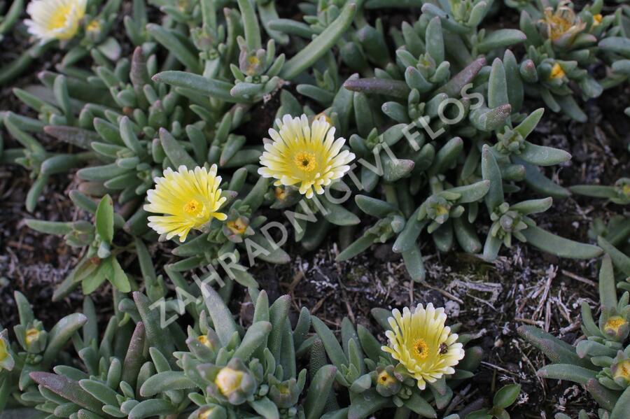 Kosmatec 'Suntropics Cream' - Delosperma cultivars 'Suntropics Cream'