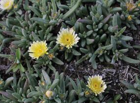 Kosmatec 'Suntropics Cream' - Delosperma cultivars 'Suntropics Cream'