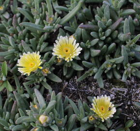 Kosmatec 'Suntropics Cream' - Delosperma cultivars 'Suntropics Cream'