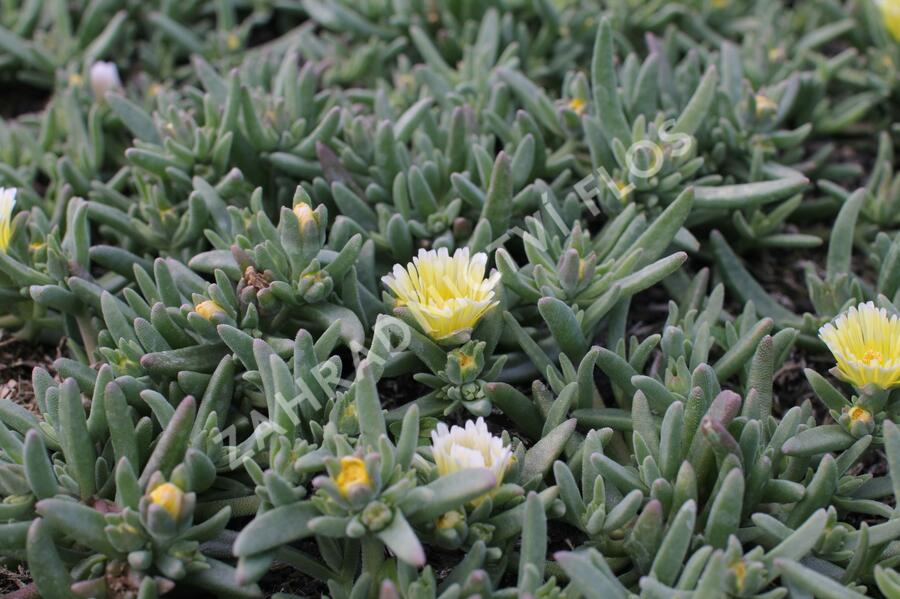 Kosmatec 'Suntropics Cream' - Delosperma cultivars 'Suntropics Cream'