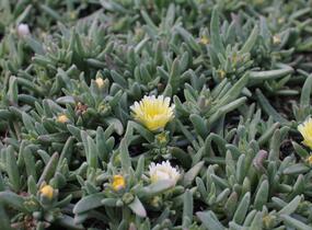 Kosmatec 'Suntropics Cream' - Delosperma cultivars 'Suntropics Cream'