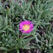 Kosmatec 'Suntropics Purple' - Delosperma cultivars 'Suntropics Purple'