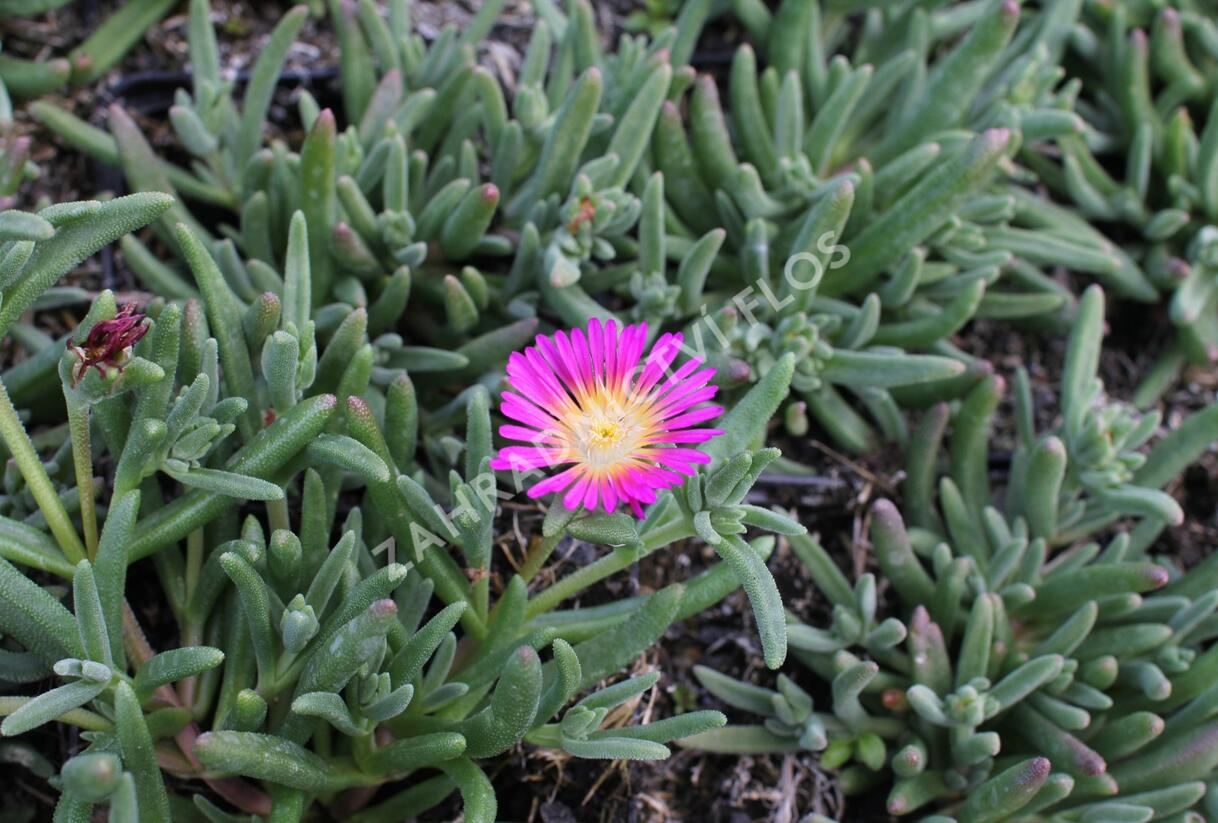 Kosmatec 'Suntropics Purple' - Delosperma cultivars 'Suntropics Purple'