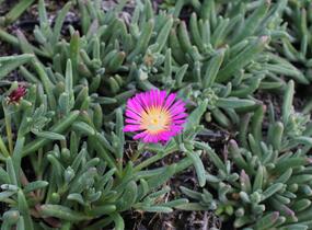 Kosmatec 'Suntropics Purple' - Delosperma cultivars 'Suntropics Purple'