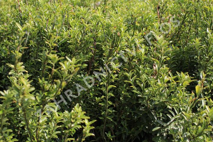 Brslen japonský 'Microphyllus Pulchellus' - Euonymus japonicus 'Microphyllus Pulchellus'