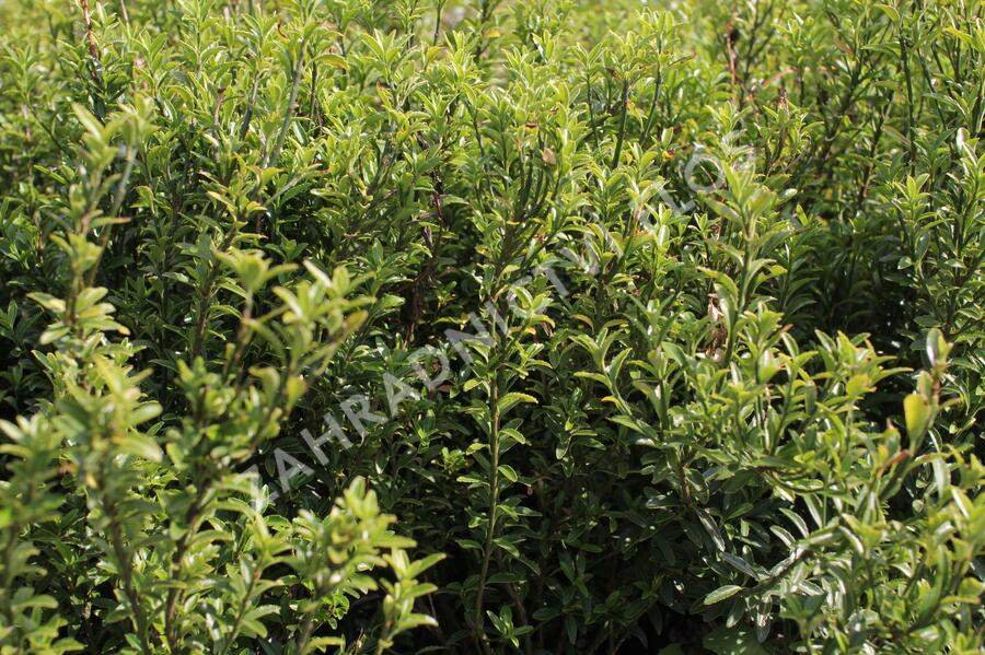 Brslen japonský 'Microphyllus Pulchellus' - Euonymus japonicus 'Microphyllus Pulchellus'