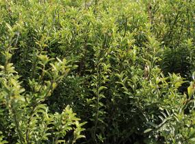 Brslen japonský 'Microphyllus Pulchellus' - Euonymus japonicus 'Microphyllus Pulchellus'