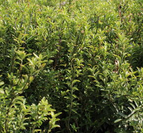 Brslen japonský 'Microphyllus Pulchellus' - Euonymus japonicus 'Microphyllus Pulchellus'