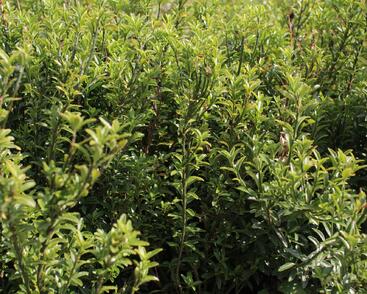 Brslen japonský 'Microphyllus Pulchellus'