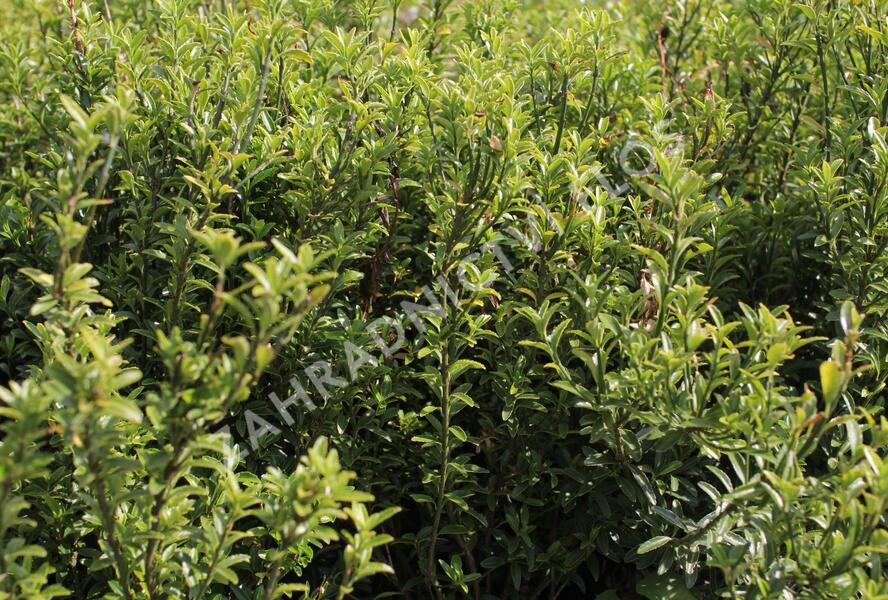 Brslen japonský 'Microphyllus Pulchellus' - Euonymus japonicus 'Microphyllus Pulchellus'