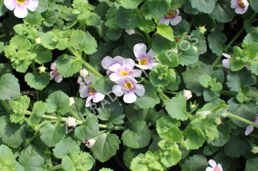 Bakopa 'Gulliver Compact Blush' - Sutera diffusus 'Gulliver Compact Blush'