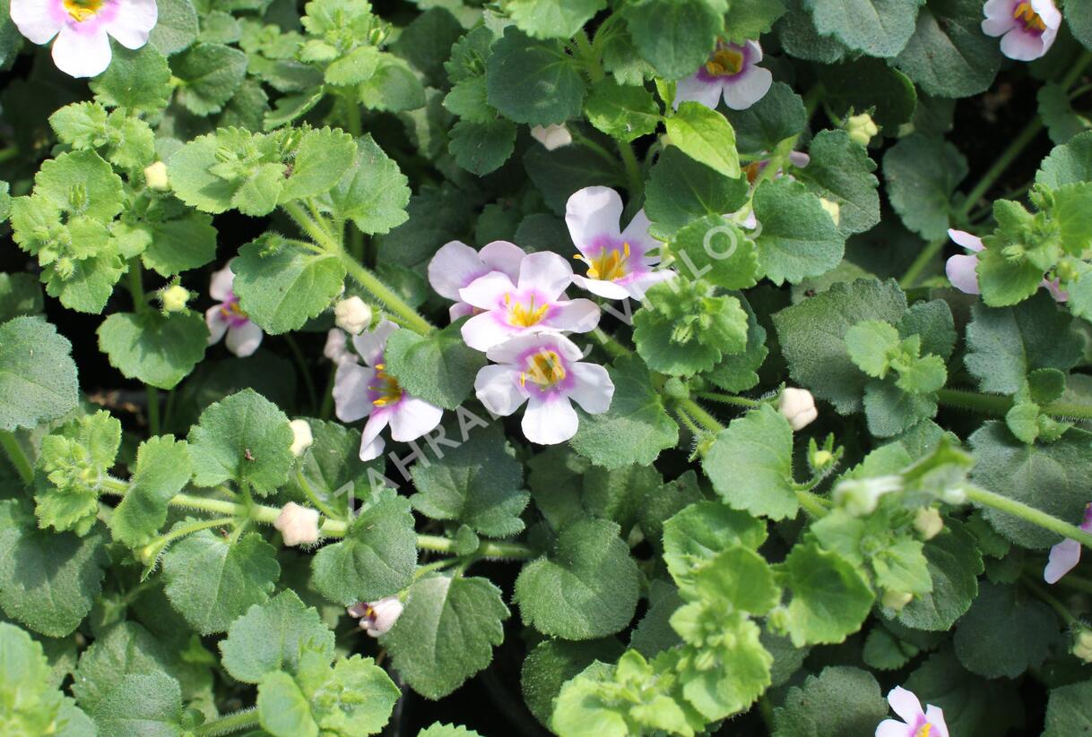 Bakopa 'Gulliver Compact Blush' - Sutera diffusus 'Gulliver Compact Blush'