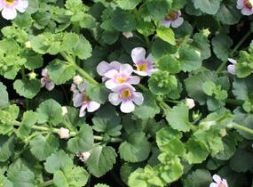 Bakopa 'Gulliver Compact Blush' - Sutera diffusus 'Gulliver Compact Blush'
