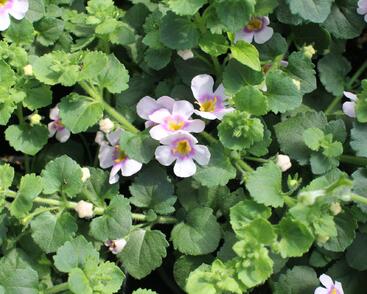 Bakopa 'Gulliver Compact Blush'