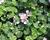 Bakopa 'Gulliver Compact Blush'