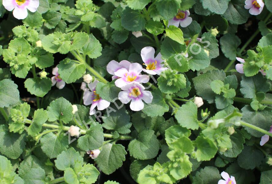 Bakopa 'Gulliver Compact Blush' - Sutera diffusus 'Gulliver Compact Blush'